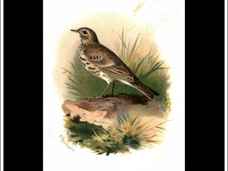 The Meadow-Pipit. Antique Print, Chromolithograph c. 1890. A. Thorburn Bird Print. For Sale