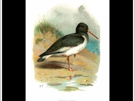 The Oystercatcher. Antique Print, Chromolithograph c. 1890. A. Thorburn Bird Print. Cheap