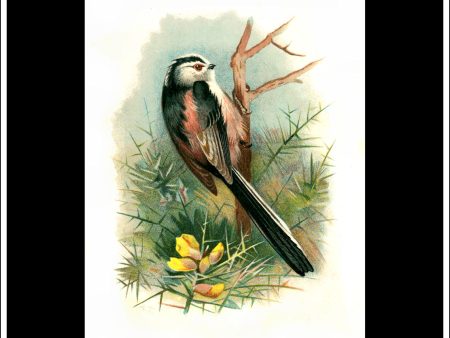 The Longtailed Titmouse. Antique Print, Chromolithograph c. 1890. A. Thorburn Bird Print. Discount