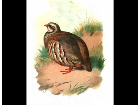 The Red-Legged Partridge. Antique Print, Chromolithograph c. 1890. A. Thorburn Bird Print. Discount