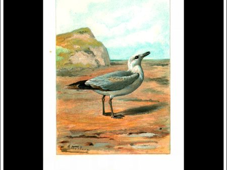 The Sea Gull. Antique Print, Chromolithograph c. 1890. A. Thorburn Bird Print. Online