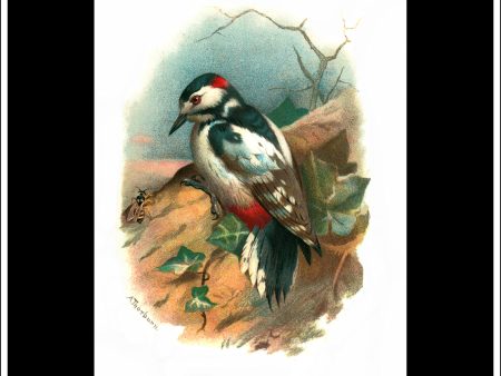 The Great Spotted Woodpecker. Antique Print, Chromolithograph c. 1890. A. Thorburn Bird Print. For Discount