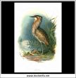 The Bittern. Antique Print, Chromolithograph c. 1890. A. Thorburn Bird Print. Cheap