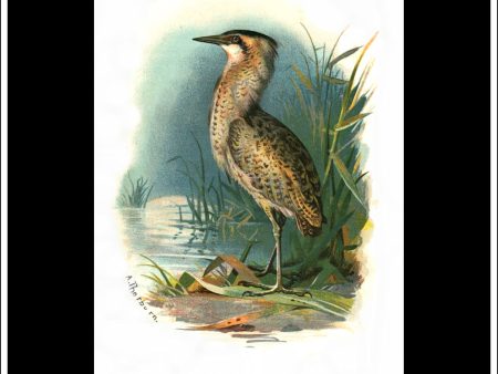 The Bittern. Antique Print, Chromolithograph c. 1890. A. Thorburn Bird Print. Cheap