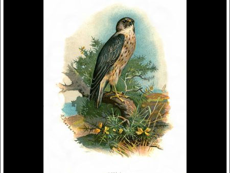 The Merlin. Antique Print, Chromolithograph c. 1890. A. Thorburn Bird Print. Hot on Sale