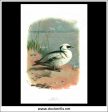 The Smew. Antique Print, Chromolithograph c. 1890. A. Thorburn Bird Print. on Sale