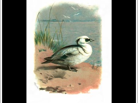 The Smew. Antique Print, Chromolithograph c. 1890. A. Thorburn Bird Print. on Sale