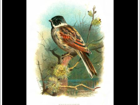 The Black-Headed Bunting. Antique Print, Chromolithograph c. 1890. A. Thorburn Bird Print. Online