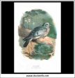 The Stock Dove. Antique Print, Chromolithograph c. 1890. A. Thorburn Bird Print. Fashion