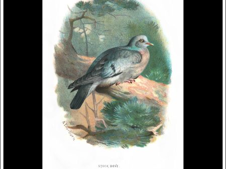 The Stock Dove. Antique Print, Chromolithograph c. 1890. A. Thorburn Bird Print. Fashion