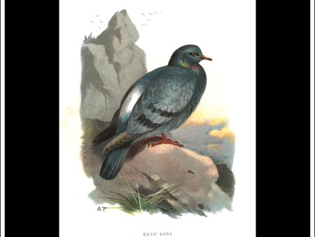 The Rock Dove. Antique Print, Chromolithograph c. 1890. A. Thorburn Bird Print. Online Sale