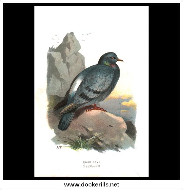 The Rock Dove. Antique Print, Chromolithograph c. 1890. A. Thorburn Bird Print. Online Sale