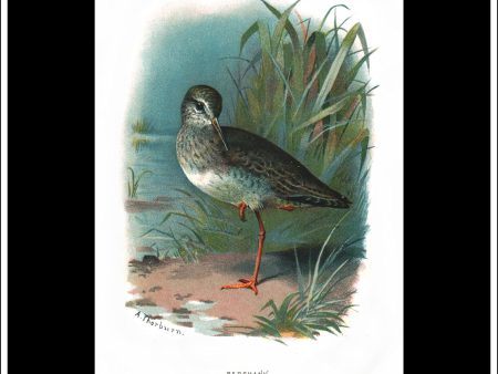 Redshank. Antique Print, Chromolithograph c. 1890. A. Thorburn Bird Print. For Cheap