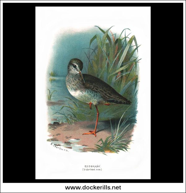 Redshank. Antique Print, Chromolithograph c. 1890. A. Thorburn Bird Print. For Cheap