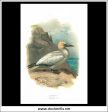 The Gannet. Antique Print, Chromolithograph c. 1890. A. Thorburn Bird Print. Fashion