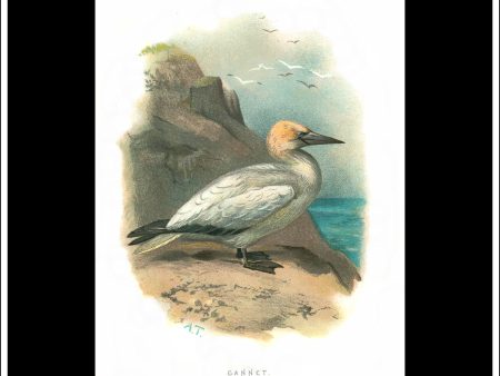 The Gannet. Antique Print, Chromolithograph c. 1890. A. Thorburn Bird Print. Fashion