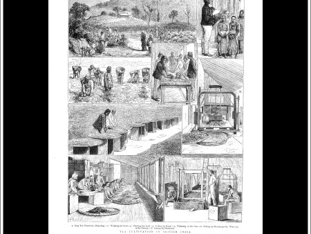 Tea Cultivation In British India. Antique Print, Wood Engraving, The Graphic Full Page, March 25th, 1876. Hot on Sale