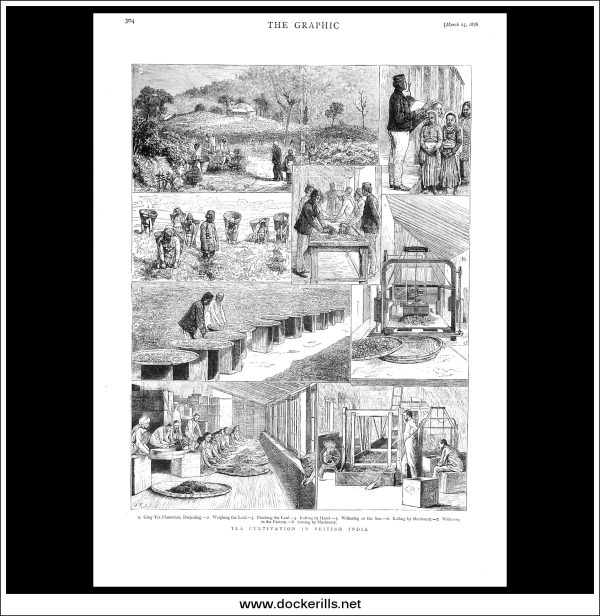 Tea Cultivation In British India. Antique Print, Wood Engraving, The Graphic Full Page, March 25th, 1876. Hot on Sale