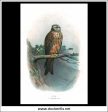 The Kite. Antique Print, Chromolithograph c. 1890. A. Thorburn Bird Print. For Cheap