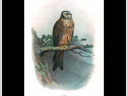 The Kite. Antique Print, Chromolithograph c. 1890. A. Thorburn Bird Print. For Cheap