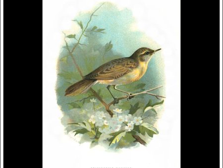 The Grasshopper Warbler. Antique Print, Chromolithograph c. 1890. A. Thorburn Bird Print. Sale