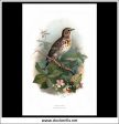 The Tree Pipit. Antique Print, Chromolithograph c. 1890. A. Thorburn Bird Print. Discount