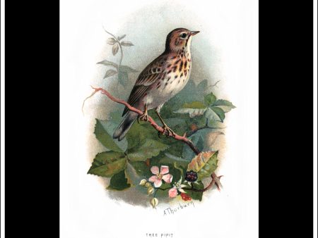 The Tree Pipit. Antique Print, Chromolithograph c. 1890. A. Thorburn Bird Print. Discount