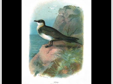 The Skua. Antique Print, Chromolithograph c. 1890. A. Thorburn Bird Print. Supply