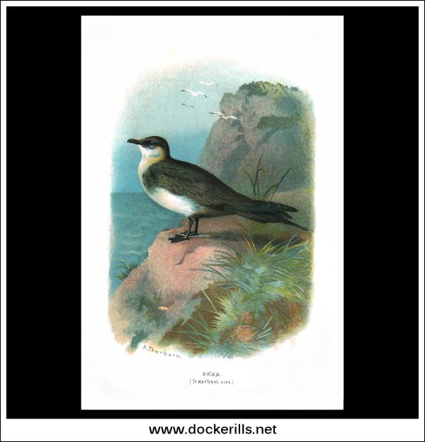 The Skua. Antique Print, Chromolithograph c. 1890. A. Thorburn Bird Print. Supply