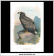 The White-Tailed Eagle. Antique Print, Chromolithograph c. 1890. A. Thorburn Bird Print. For Cheap