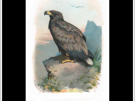 The White-Tailed Eagle. Antique Print, Chromolithograph c. 1890. A. Thorburn Bird Print. For Cheap