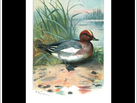 The Widgeon. Antique Print, Chromolithograph c. 1890. A. Thorburn Bird Print. Discount