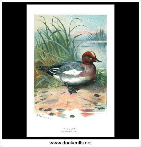 The Widgeon. Antique Print, Chromolithograph c. 1890. A. Thorburn Bird Print. Discount