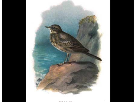 Rock Pipit. Antique Print, Chromolithograph c. 1890. A. Thorburn Bird Print. Cheap