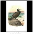 The Cormorant. Antique Print, Chromolithograph c. 1890. A. Thorburn Bird Print. Hot on Sale