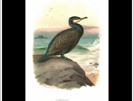 The Cormorant. Antique Print, Chromolithograph c. 1890. A. Thorburn Bird Print. Hot on Sale