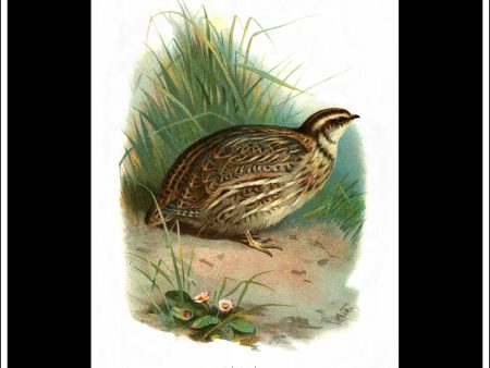 The Quail. Antique Print, Chromolithograph c. 1890. A. Thorburn Bird Print. Sale