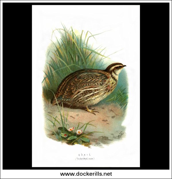 The Quail. Antique Print, Chromolithograph c. 1890. A. Thorburn Bird Print. Sale