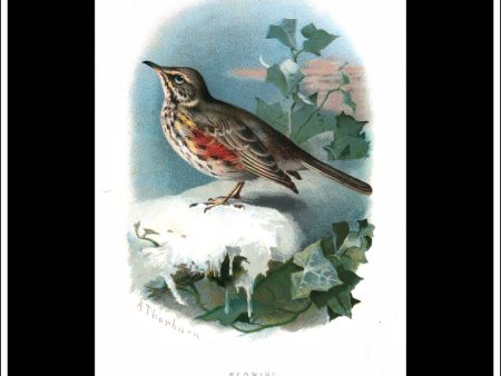 The Redwing. Antique Print, Chromolithograph c. 1890. A. Thorburn Bird Print. Online Hot Sale