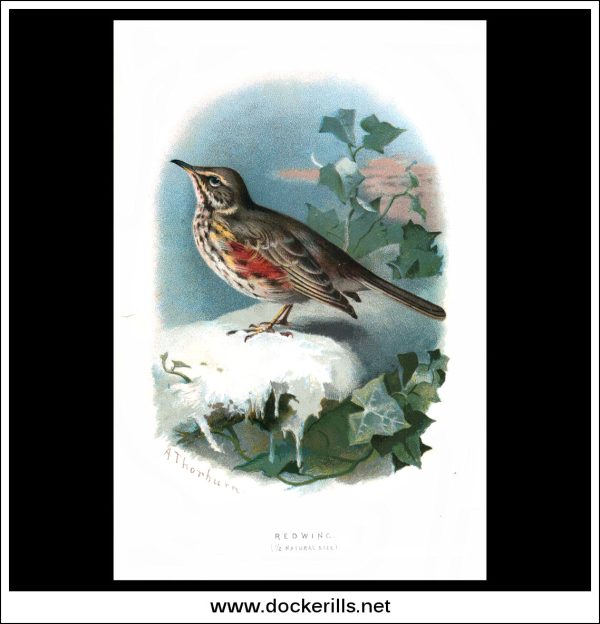 The Redwing. Antique Print, Chromolithograph c. 1890. A. Thorburn Bird Print. Online Hot Sale