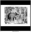 The Prince Of Wales Hunting In The Terai: Binding A Wild Elephant. Antique Print, Wood Engraving, The Graphic Full Page, April 22nd, 1876. For Sale