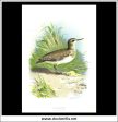 The Sandpiper. Antique Print, Chromolithograph c. 1890. A. Thorburn Bird Print. Hot on Sale