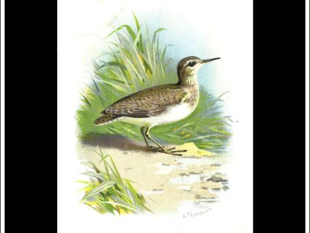 The Sandpiper. Antique Print, Chromolithograph c. 1890. A. Thorburn Bird Print. Hot on Sale