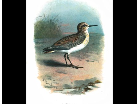 The Little Stint. Antique Print, Chromolithograph c. 1890. A. Thorburn Bird Print. Online Hot Sale