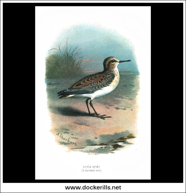 The Little Stint. Antique Print, Chromolithograph c. 1890. A. Thorburn Bird Print. Online Hot Sale