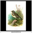 The Whinchat. Antique Print, Chromolithograph c. 1890. A. Thorburn Bird Print. Online Sale