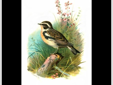 The Whinchat. Antique Print, Chromolithograph c. 1890. A. Thorburn Bird Print. Online Sale