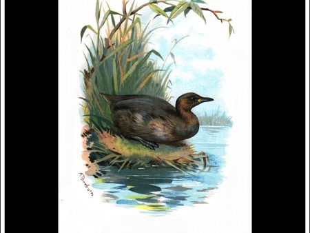 The Little Grebe. Antique Print, Chromolithograph c. 1890. A. Thorburn Bird Print. Supply