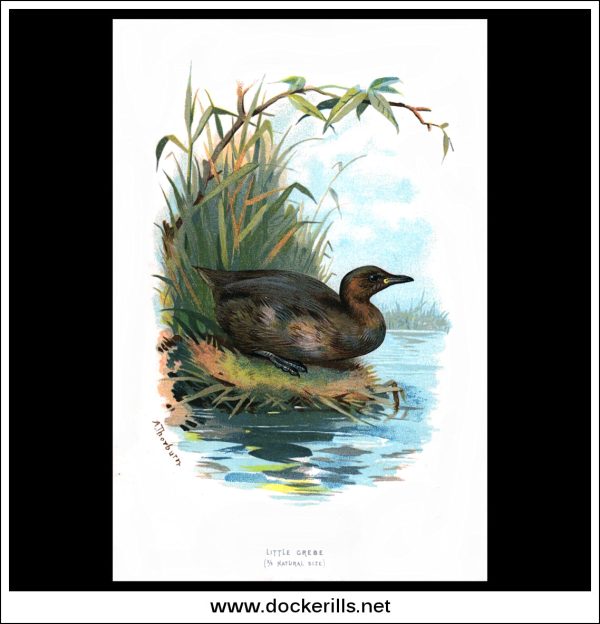 The Little Grebe. Antique Print, Chromolithograph c. 1890. A. Thorburn Bird Print. Supply