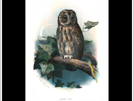 The Tawny Owl. Antique Print, Chromolithograph c. 1890. A. Thorburn Bird Print. Discount